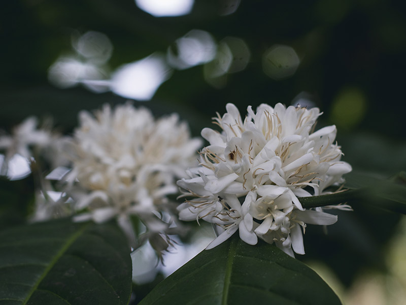 coffee-flower